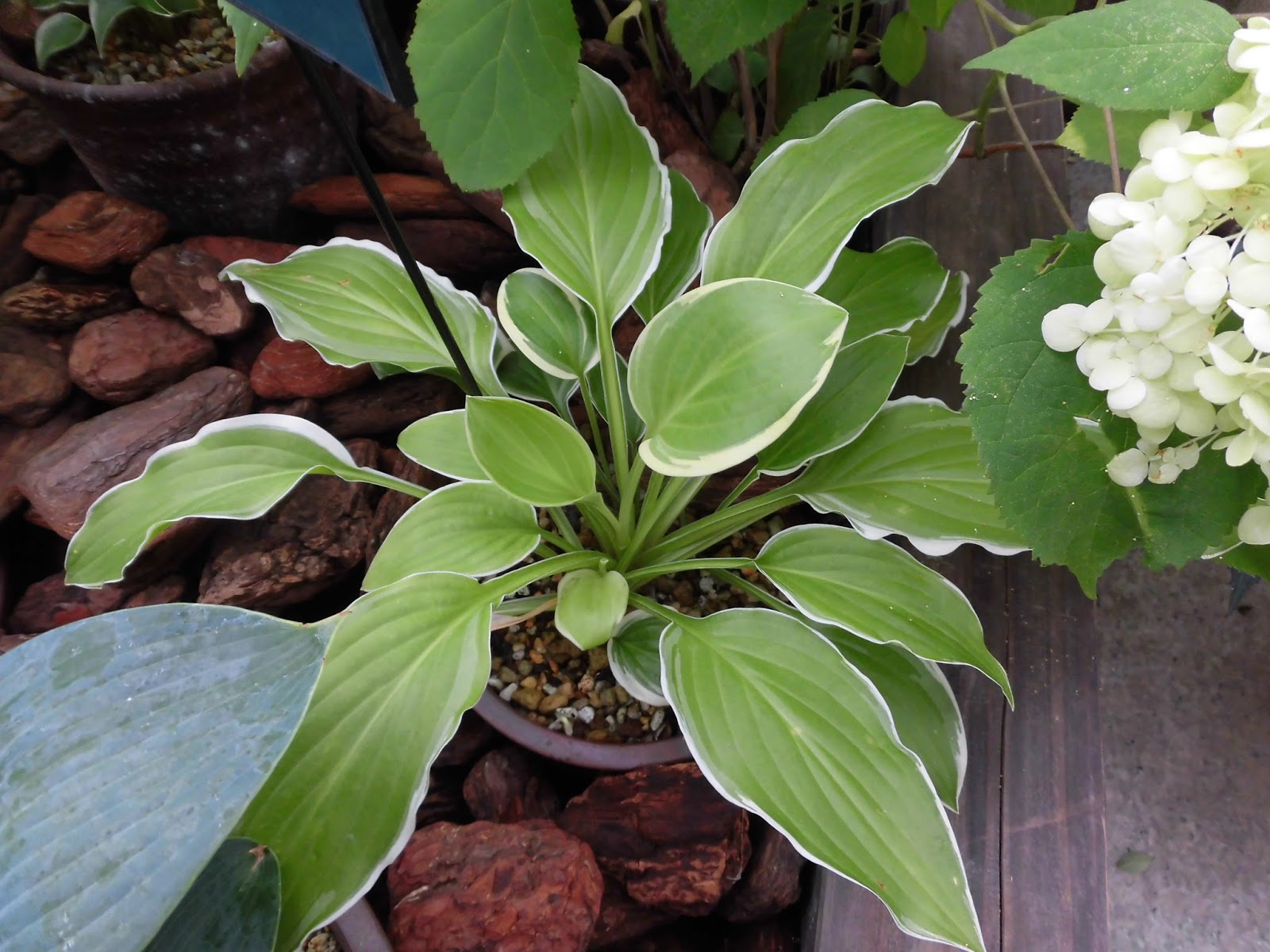 60歳で無職の優雅な日々 ギボウシ・シュガー＆クリーム Hosta cv. 'Sugar & Cream'