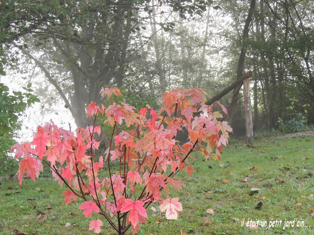 feuillage d'automne