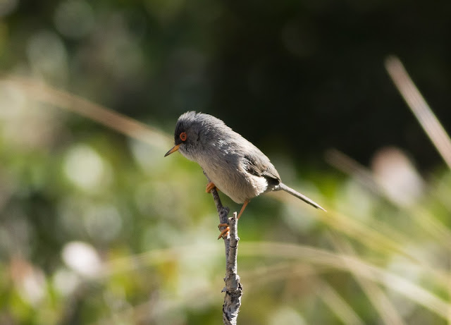 Balearic Warbler - Boquer Valley, Mallorca Balearic Warbler - Boquer Valley, Mallorca