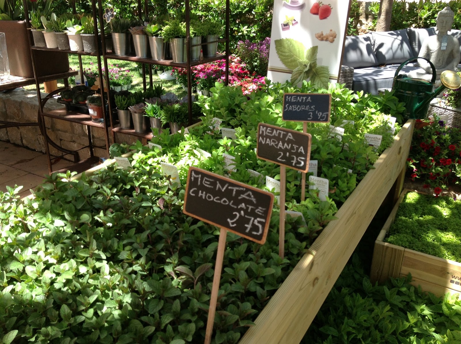 THE MALLORCA OBSERVER Botanik. Botánica insólita Puerto Portals.