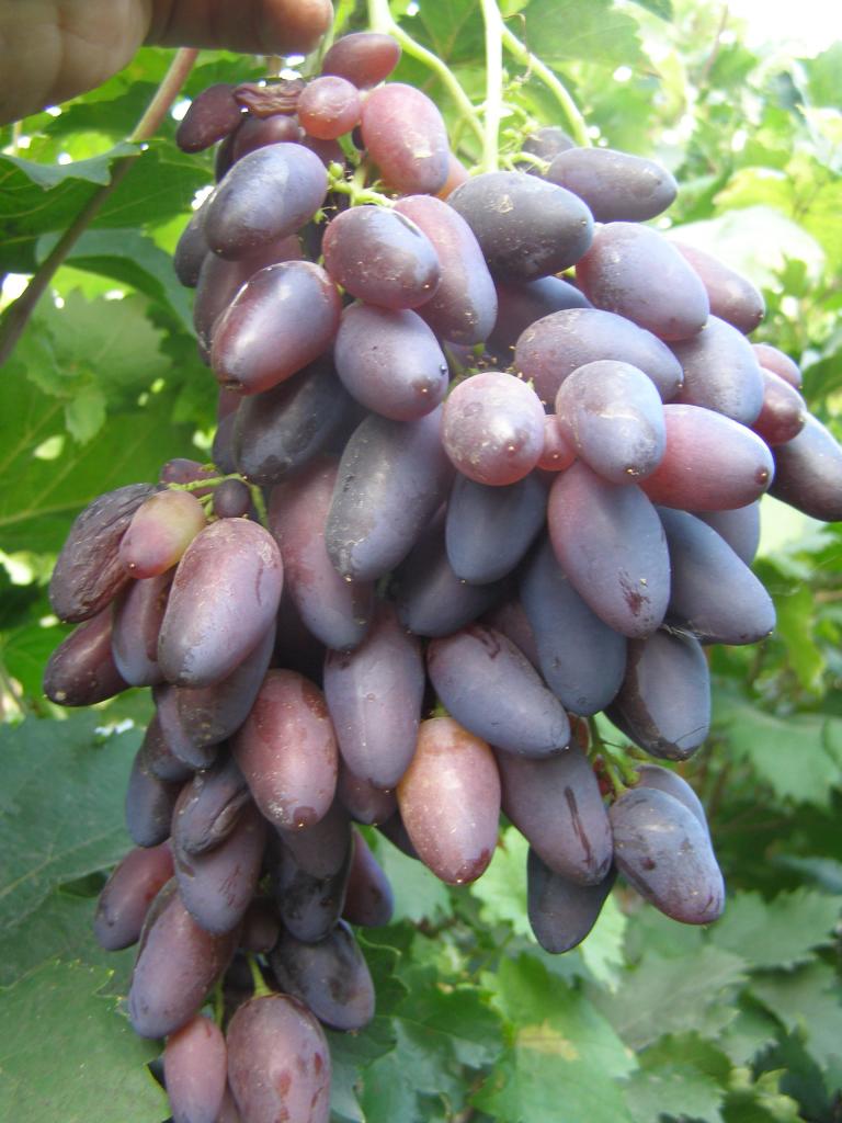 Bazhena - grapes with amazing qualities Bazhena - grapes with amazing qualities