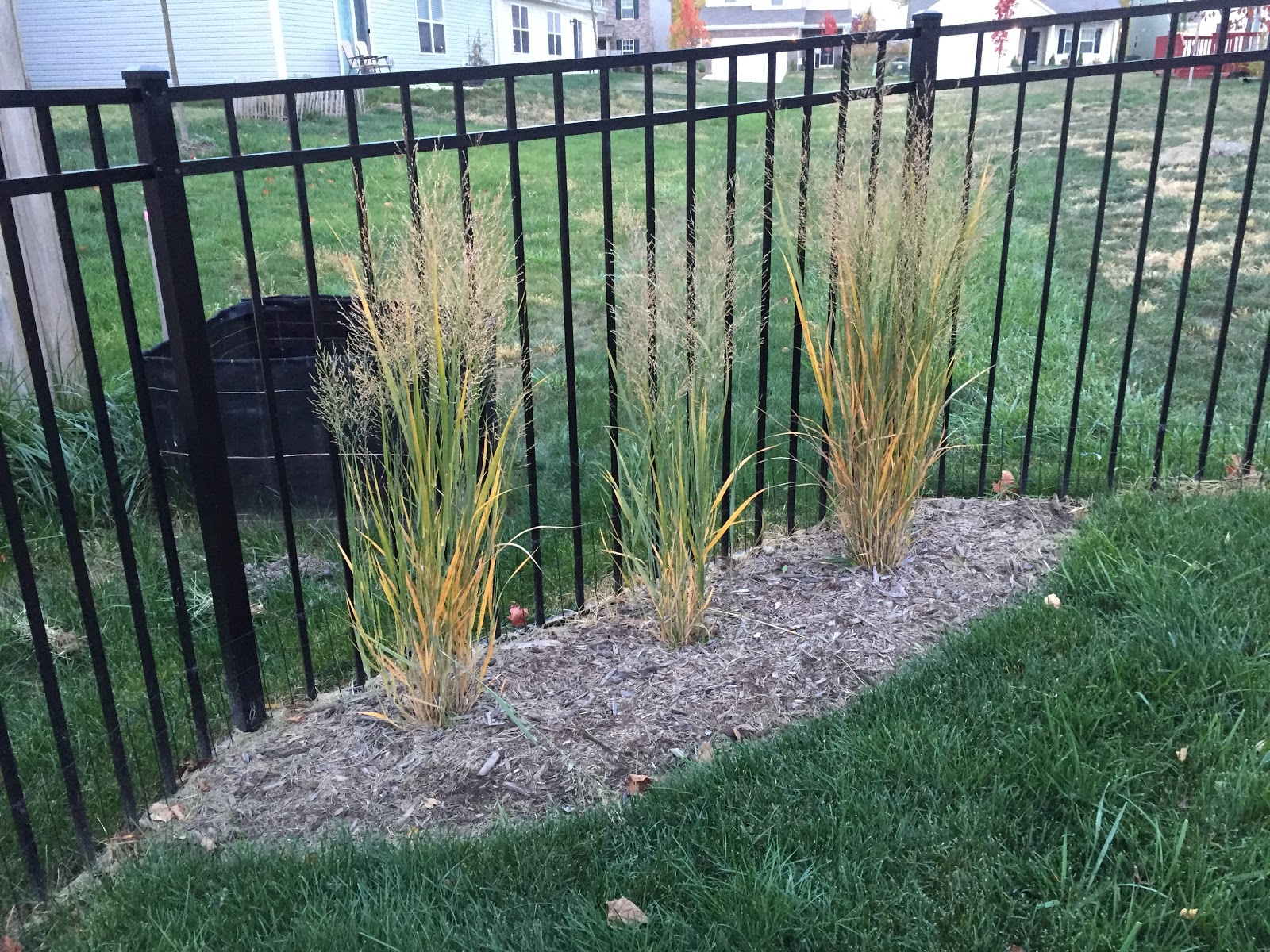 And It Was All Yellow... [Backyard Neophyte Landscaping Blog]
