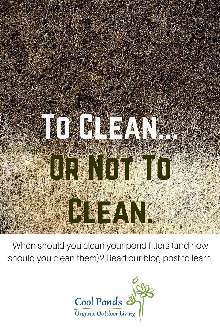 How often should you clean your pond filter? (And how!)