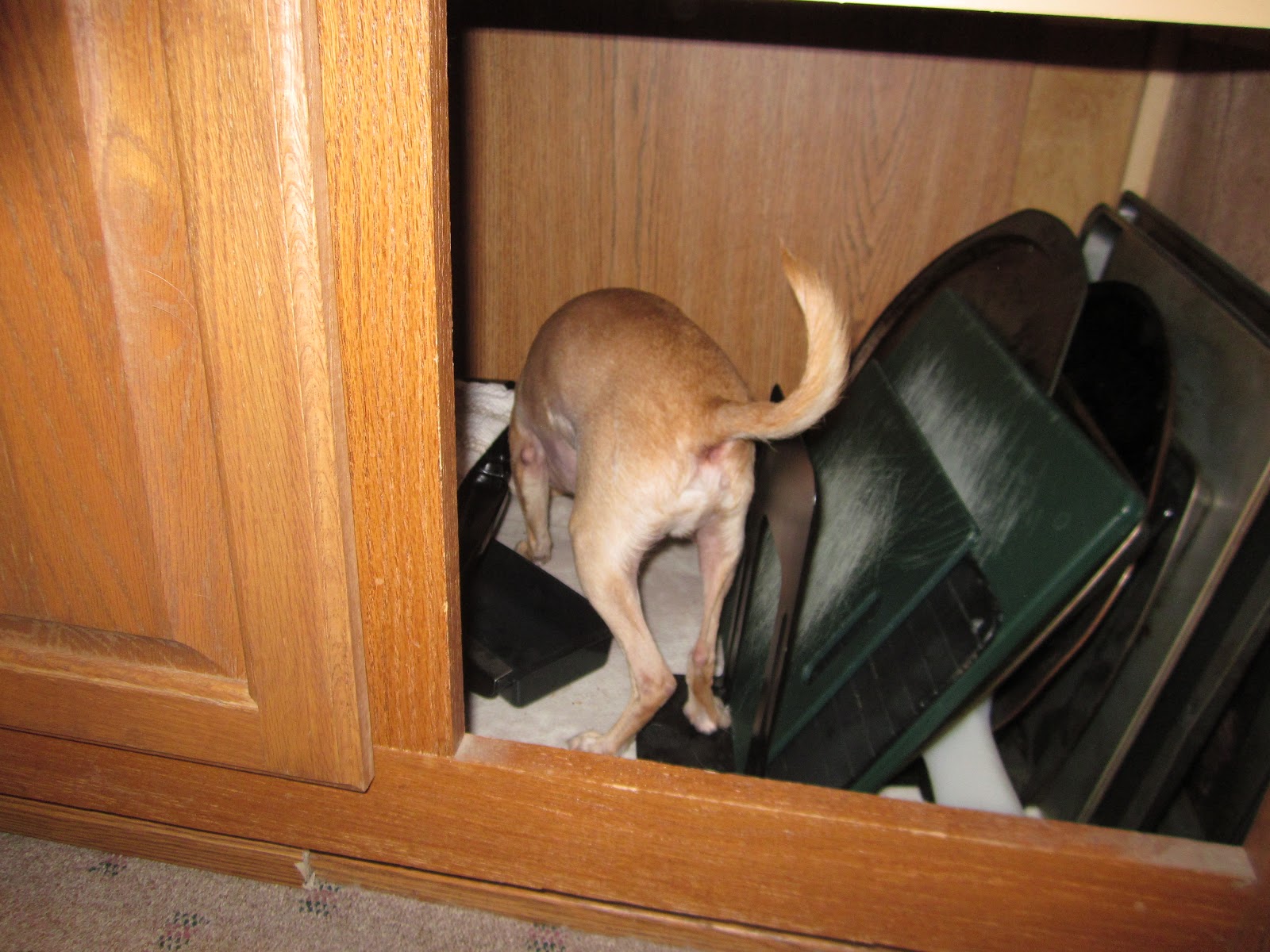 Chuck's Waggin A Rat in the Cupboard