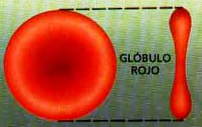 Glóbulo rojo Imagen del glóbulo rojo a color