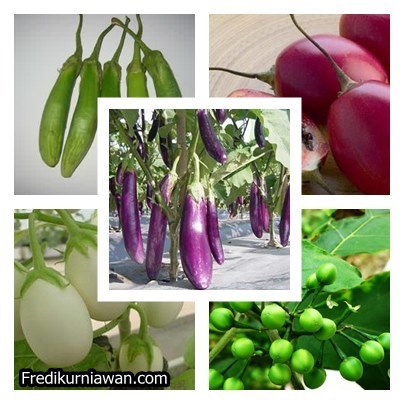 Tanaman: Jenis Jenis Tanaman Sayuran