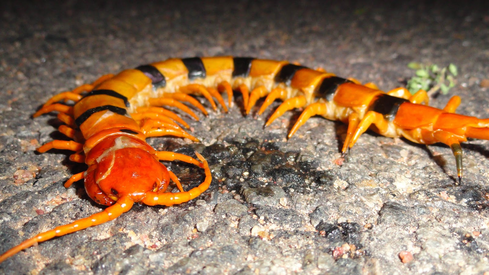 Biodiversity Of Bharathidasan University Indian Giant Tiger Centipede.