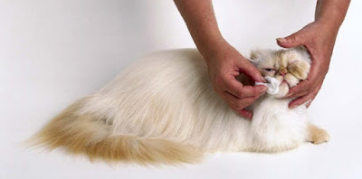 Grooming a Persian Cat