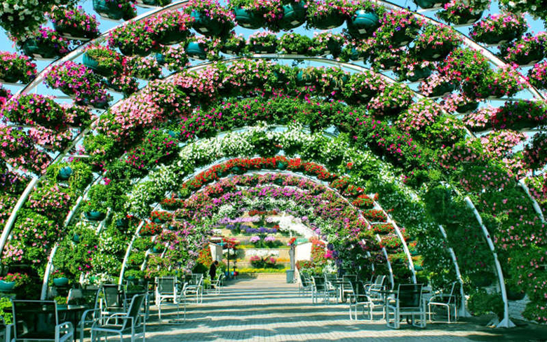 Download The World S Biggest Flower Garden Sits In The Middle Of A Desert HD Wallpaper The World S Biggest Flower Garden Sits In The Middle Of A Desert For iPhone