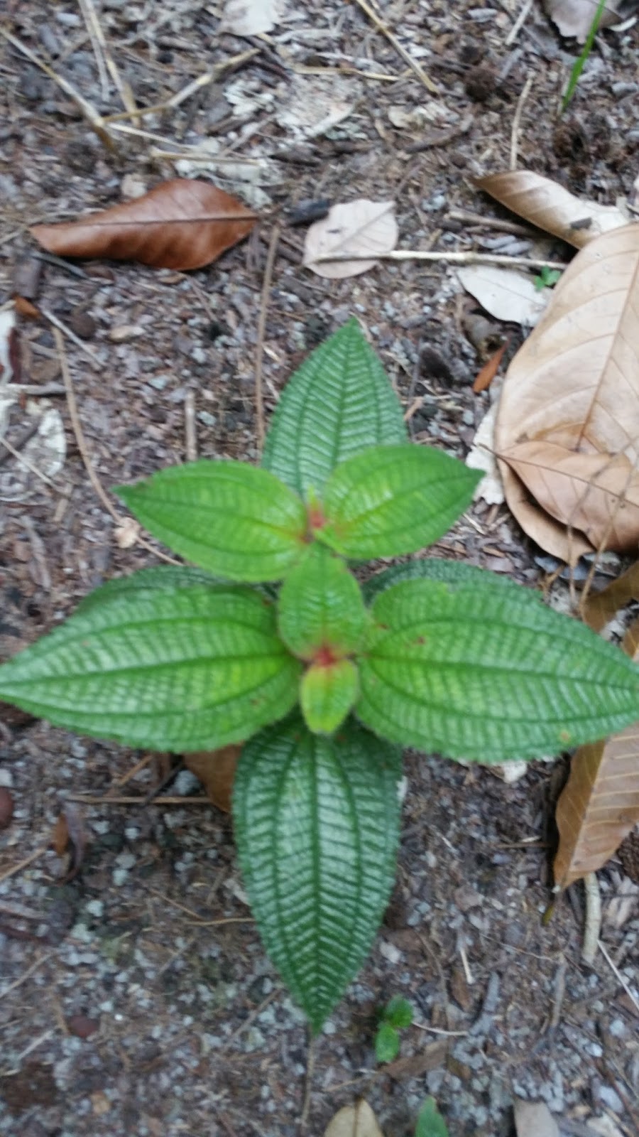 Warisan Petani: Pokok Senduduk Bulu.