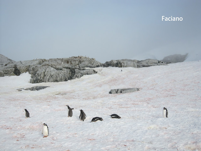 Antarctica南極,復活節島,法姿優乾洗頭乾洗髮