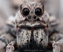 tarantula wallpapers animals funny spider eyes animal spiders giant creature sweet hairy scary info read facts monster