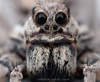 https://2.bp.blogspot.com/-VmfALnb3A20/T-coOVRTKoI/AAAAAAAAC1M/f1nHJM5cmlg/s320/Tarantula.jpg