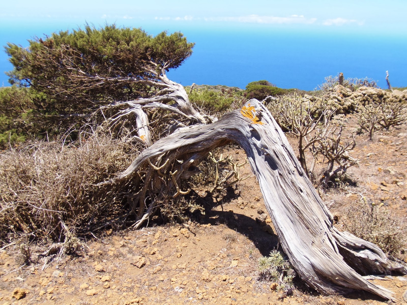 LAS SABINAS DE EL HIERRO