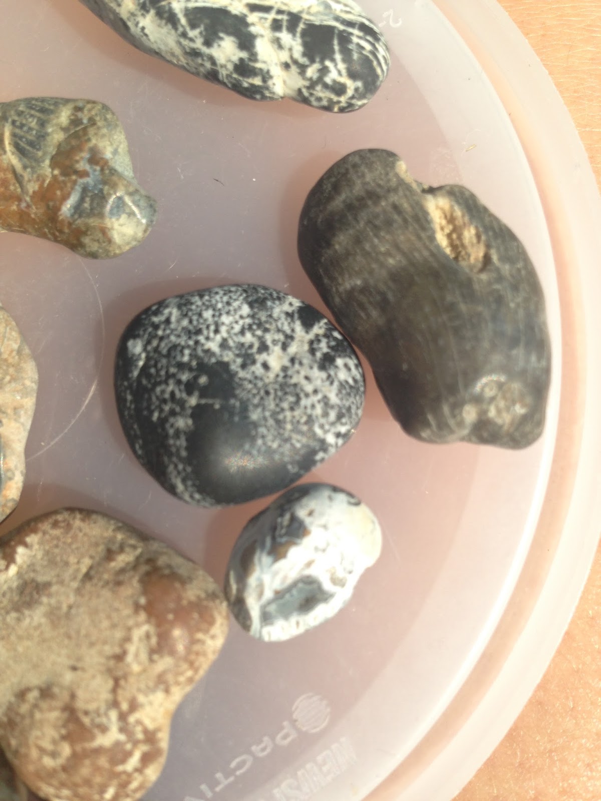 Exploring the Wonders of Life: Fossil Hunting On the Jersey Shore?
