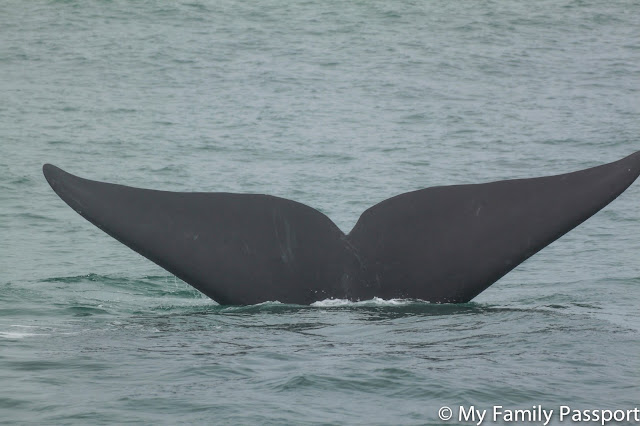 ballenas sudafrica