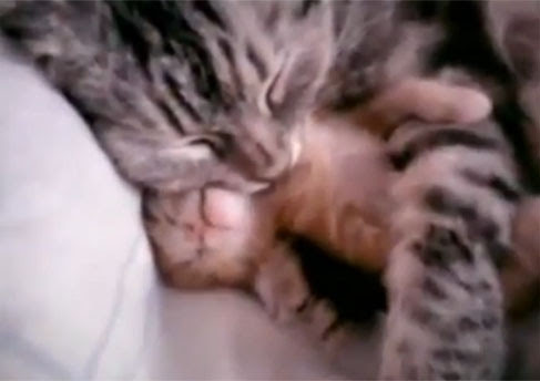 Video : 爆睡する赤ちゃんの子猫を抱きしめて添い寝するお母さん猫の愛情深いしぐさに胸がキュンとなるビデオ ! !