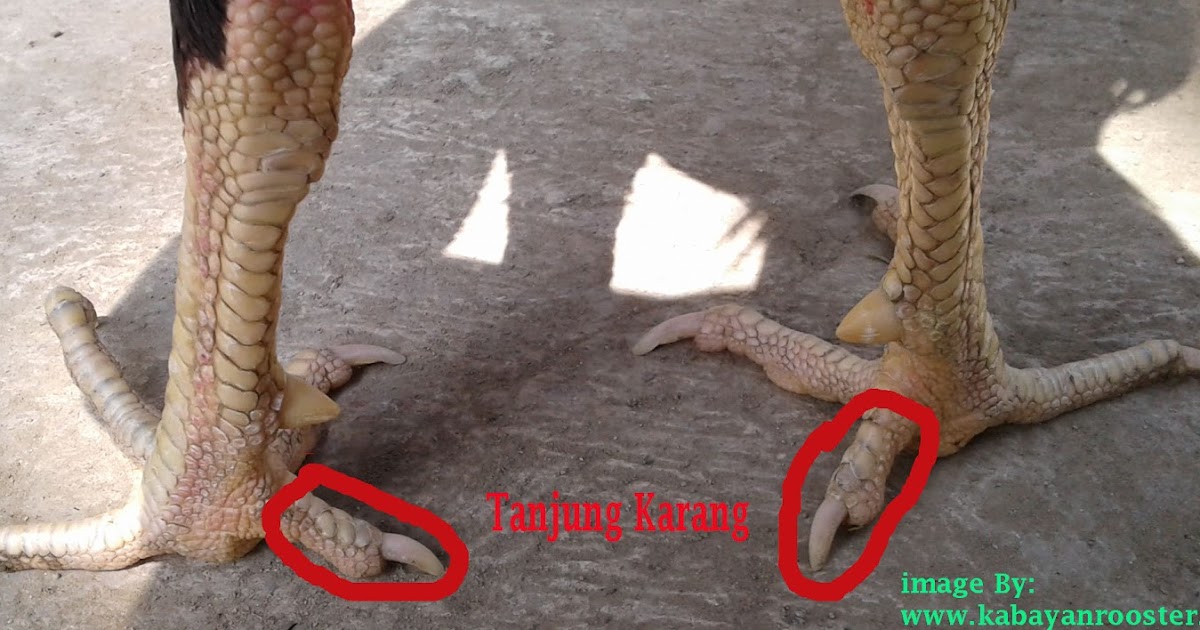 Kelebihan &amp; Kekurangan Sisik Kaki Ayam Aduan Tanjung