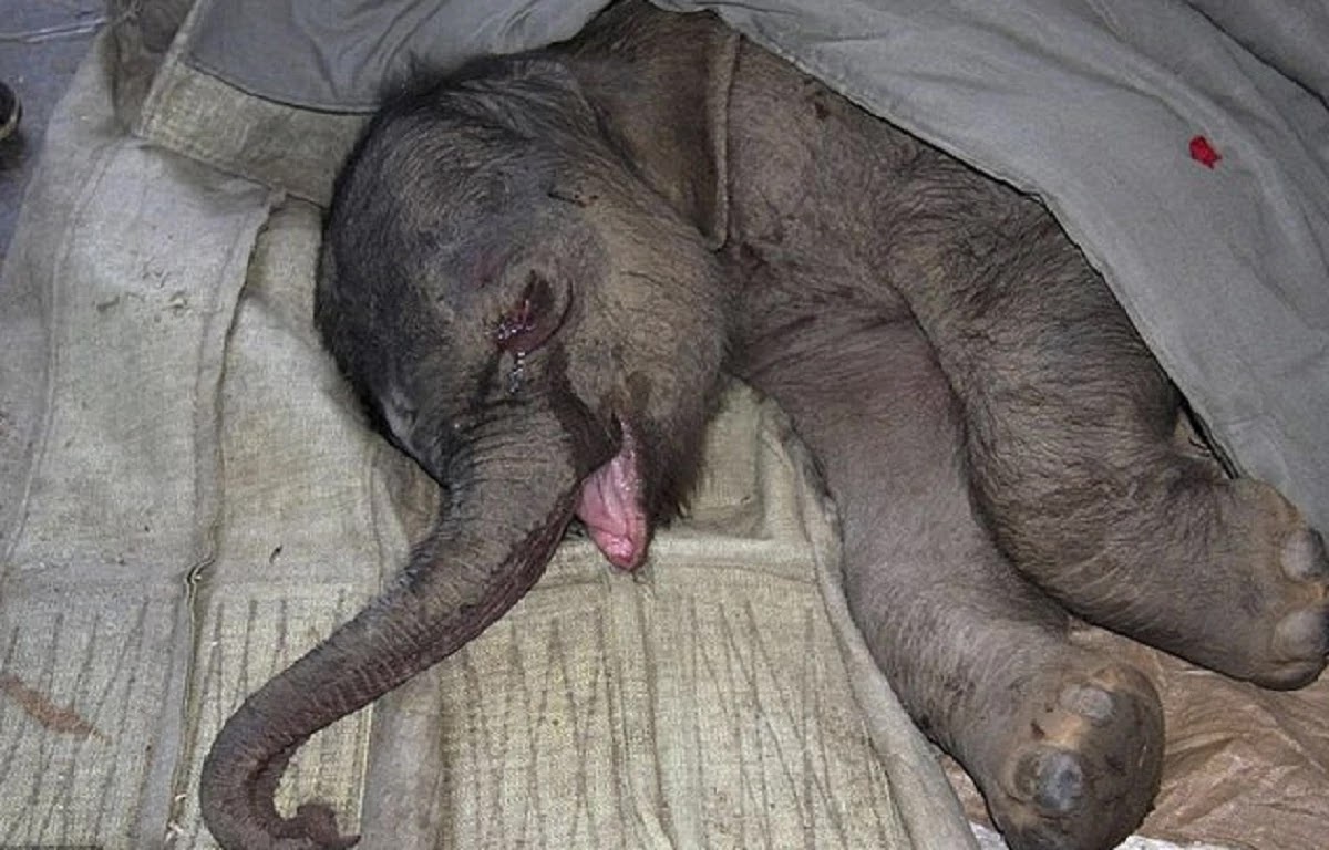 Animals Have Emotions just Like Humans - Proven Once Again By Baby Elephant Wailing After The Loss Of Its Mother