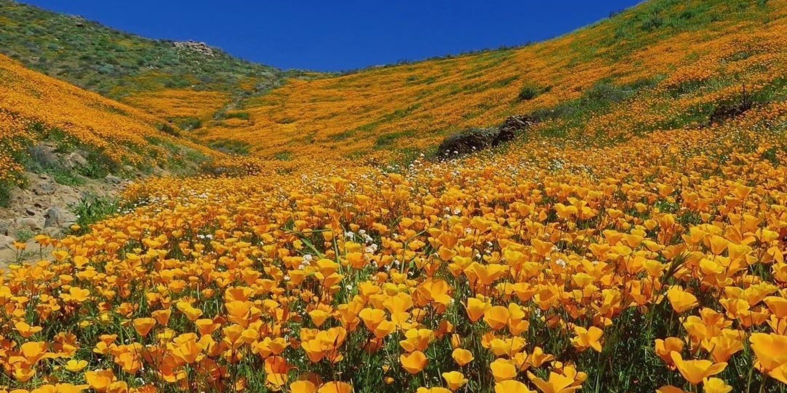 California's Wildflower Super Bloom Earth Blog