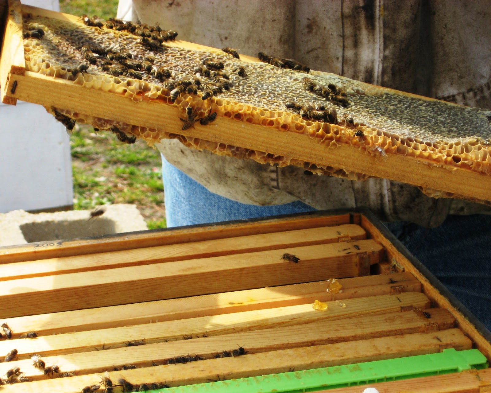 The Peace Bee Farmer Fall Bee Hive Management