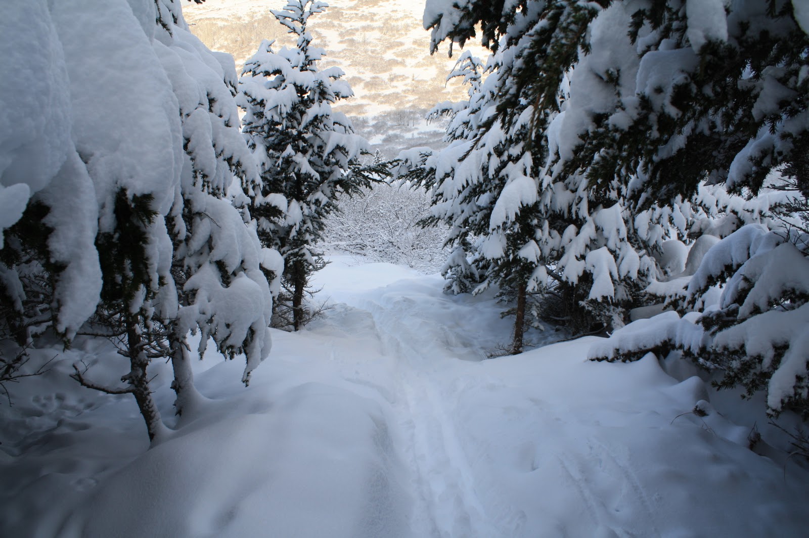 Alaska Jack Chugach State Park Wolverine Peak
