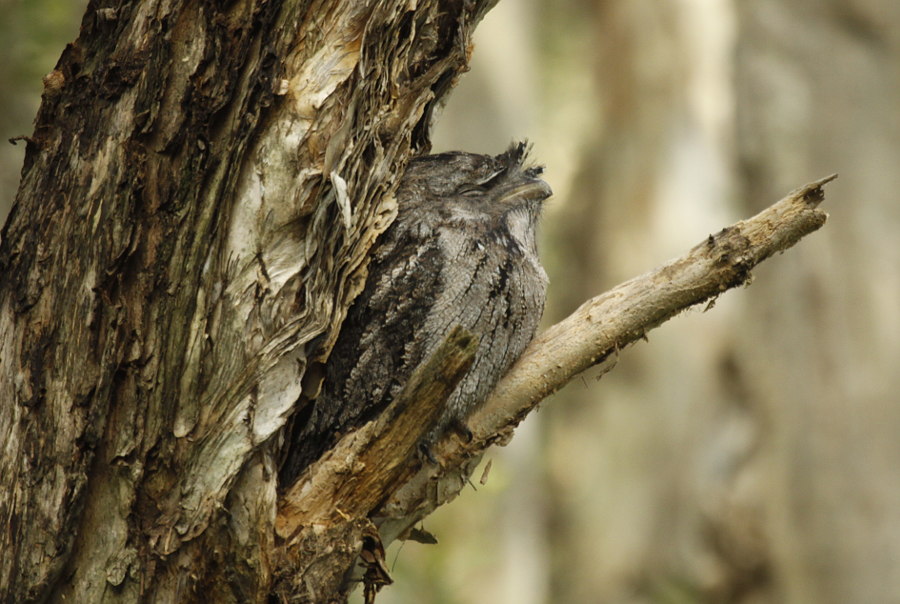 @BirdingDad: Centennial Park Frogmouth Fest