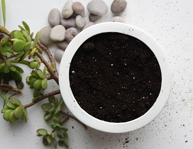 Como fazer um jardim de suculentas