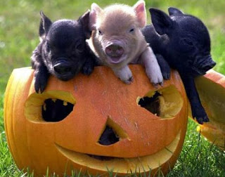 Cerdos pequeños Foto de chanchitos en calabaza