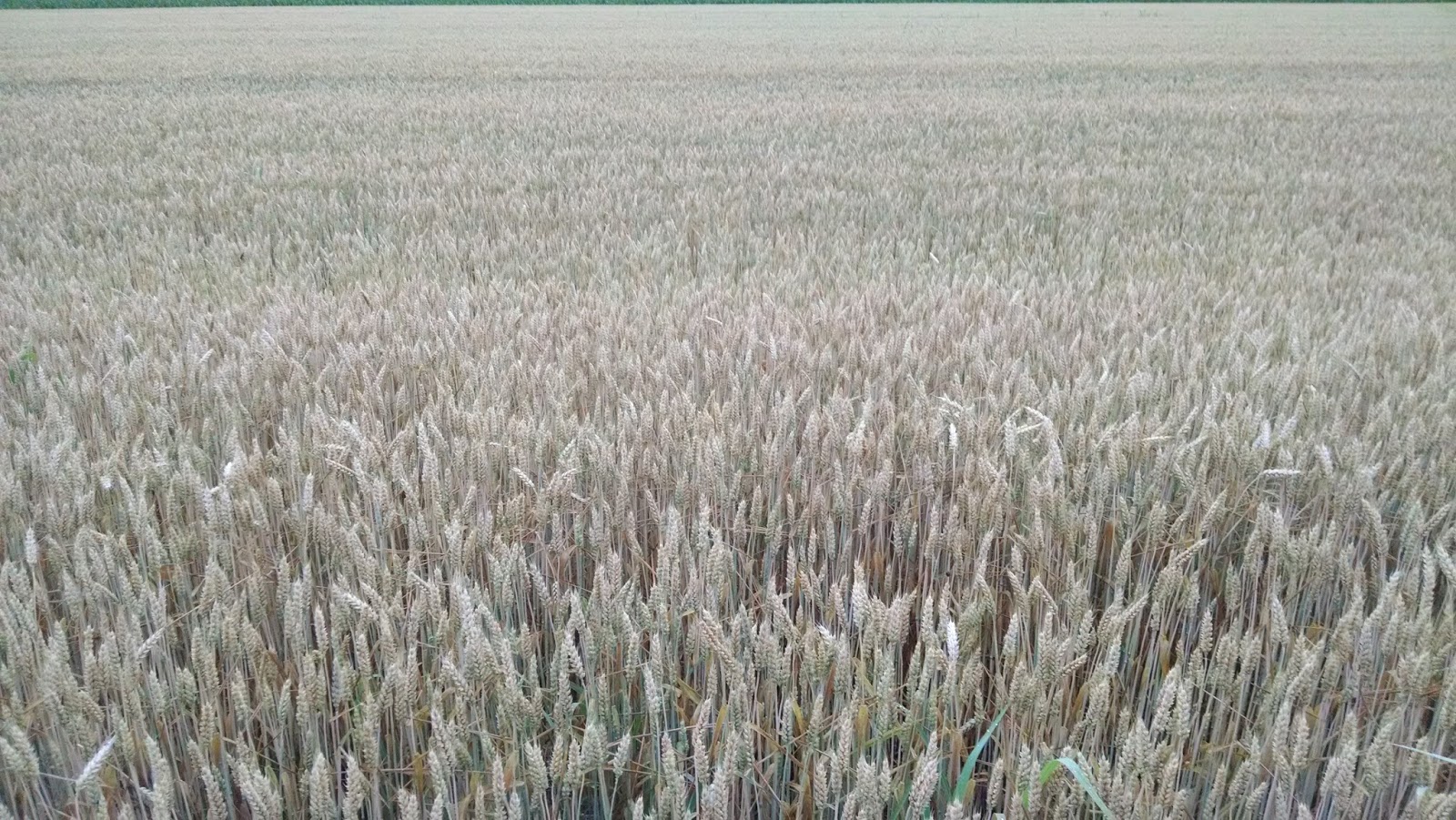 Схема земля пшеница. Собербаш озимая пшеница. Пшеница в Ростовской области. Пшеница на земле. Посев пшеницы.