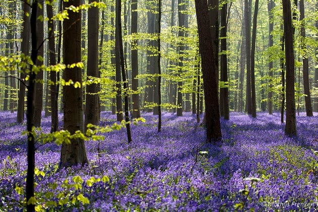 blue forest in Belgium-3