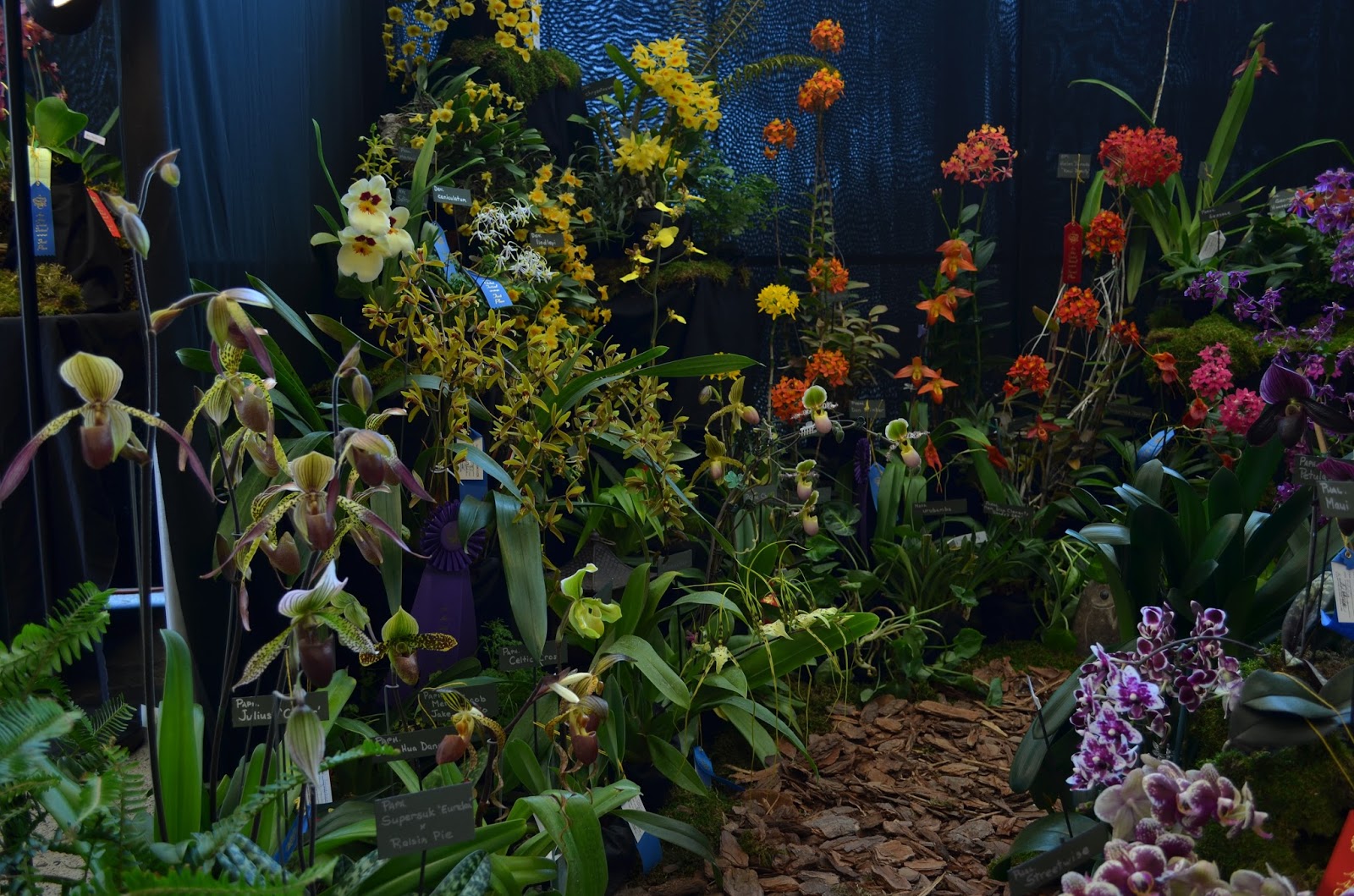 Earth Words: 2017 Ann Arbor Orchid Festival at Matthaei Botanical