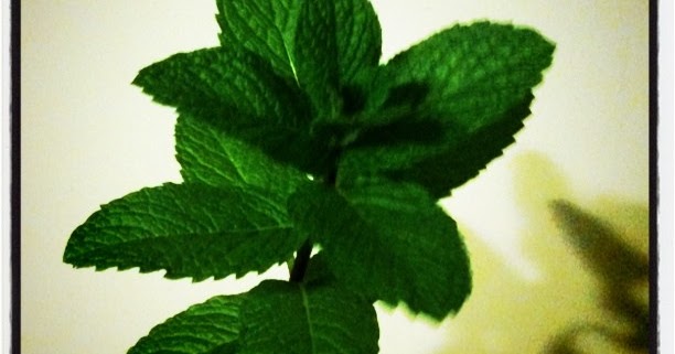 Behind The French Menu Menthe Mint Mint Garden Mint In French Cuisine<script async src=
