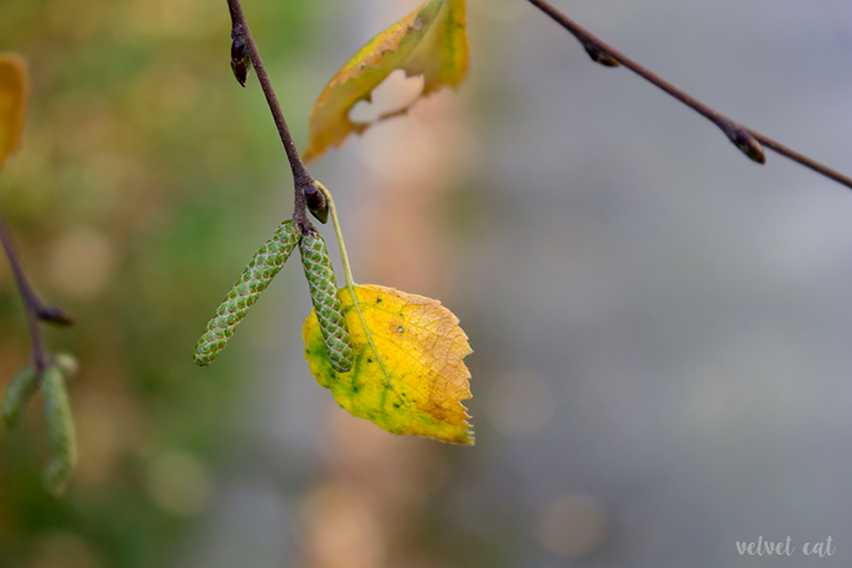 paseando bosque fotografía