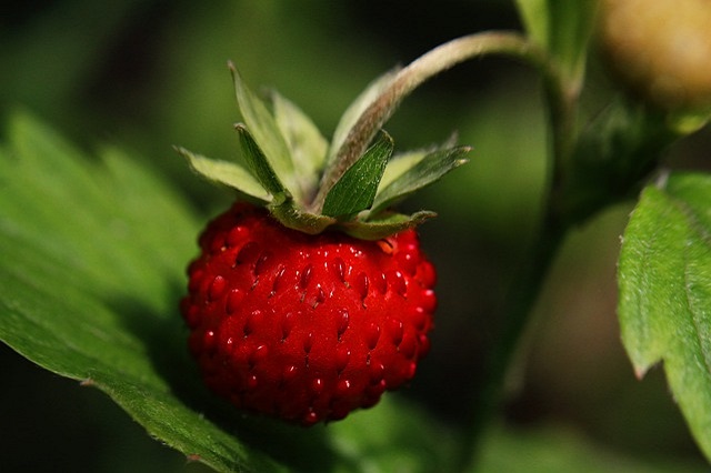 jenis varietas tanaman strawberry