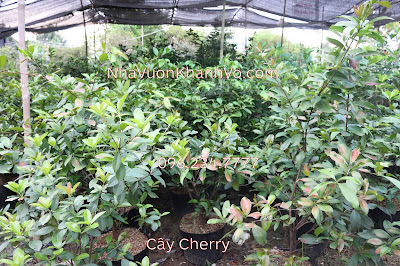 Công dụng và thành phần dinh dưỡng trong quả Cherry Cherry-7