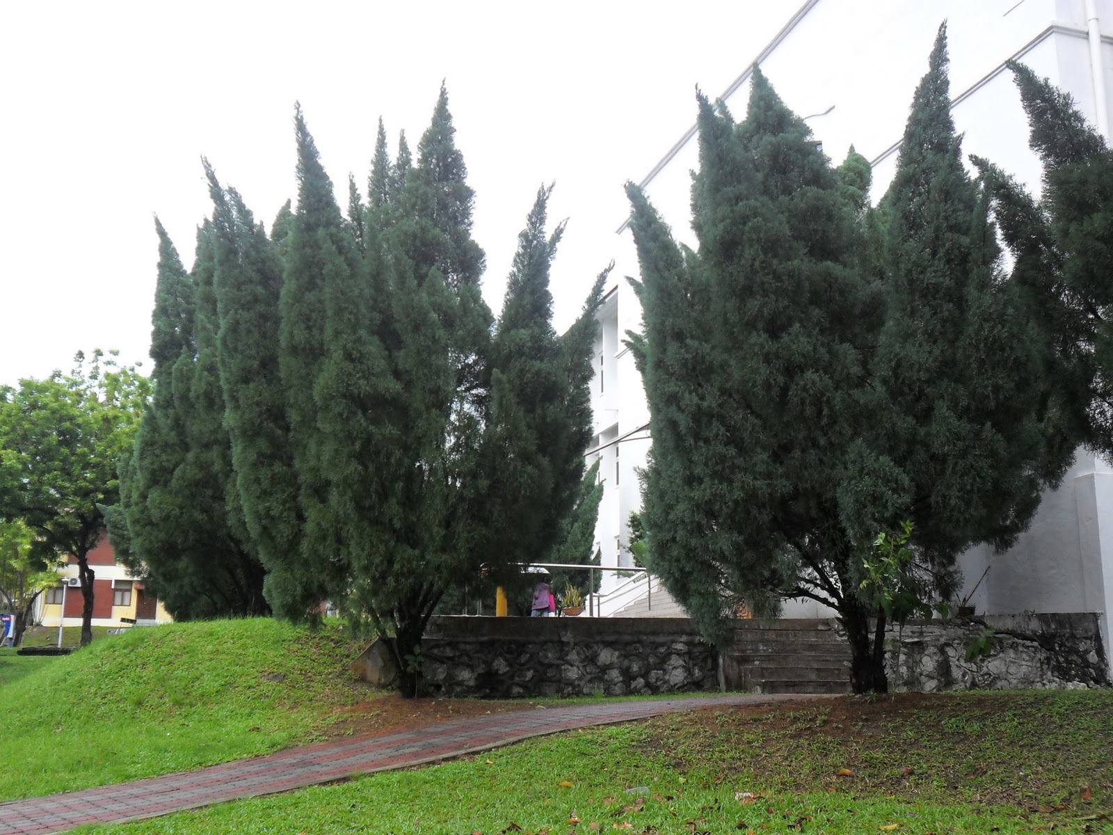 nature lover: Pokok Rhu - Platycladus orientalis.