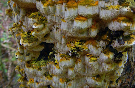 Inonotus glomeratus yellow cap resupinate polypore