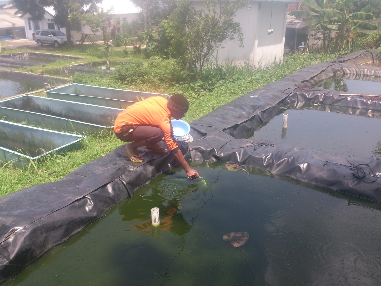 Pembenihan Ikan Lele Sangkuriang Dasar Dasar Budidaya Ikan Lele Com