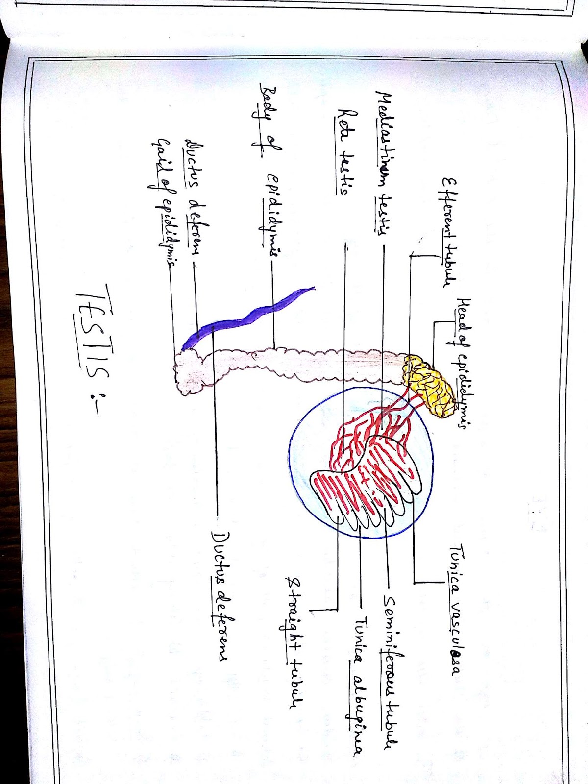 Anatomy Diagram Book