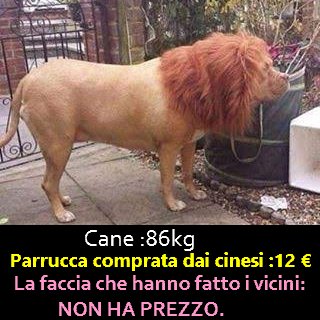 Frasi Divertenti Animali Frasi Divetenti