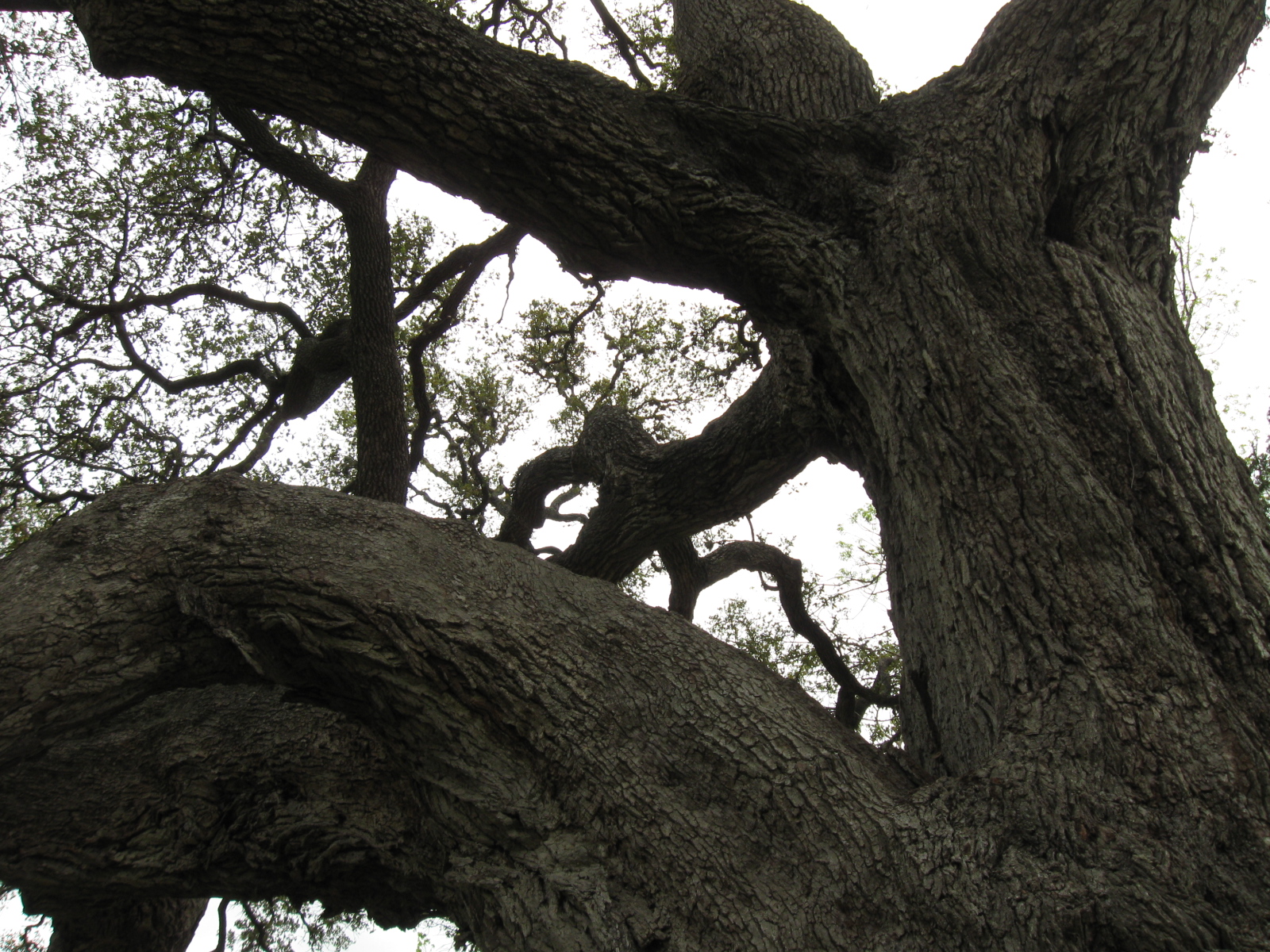 Remarkable Trees of Texas THE MASSIVE OAK AT OLD BAYLOR PARK NEAR BRENHAM