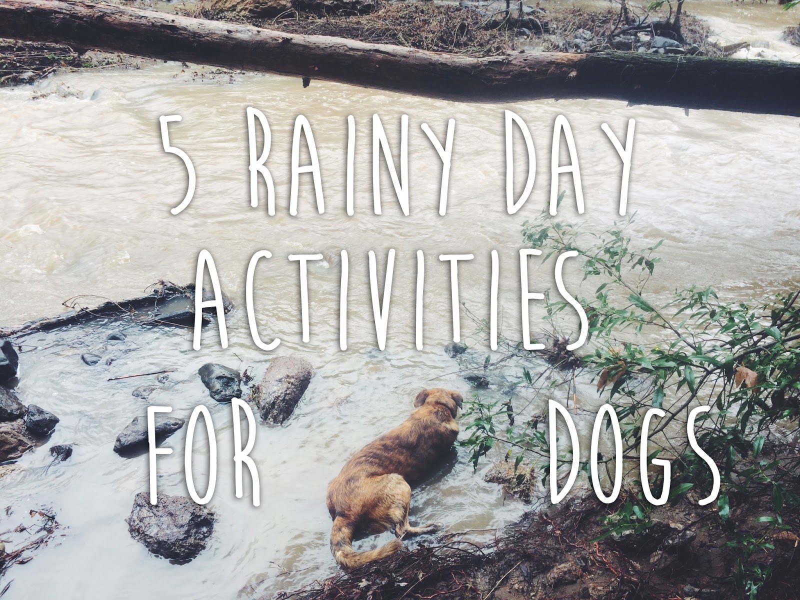 5 Rainy Day Activities for Dogs Path & Paw