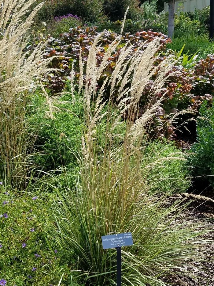 Future Plants by Randy Stewart: Feather Reed Grass