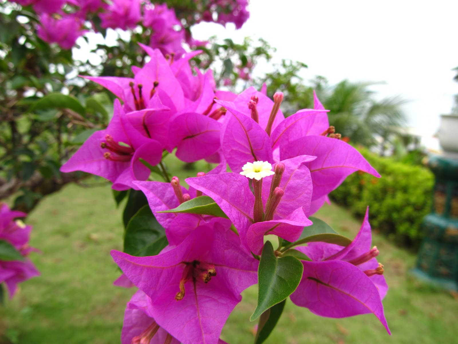 Health Benefits Of Violet Flowers