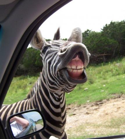 funny animal pictures, crazy looking animals, funny looking animals, animals making funny faces