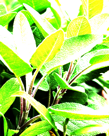 Dröhnung Echter Salbei Heilmittel und Droge