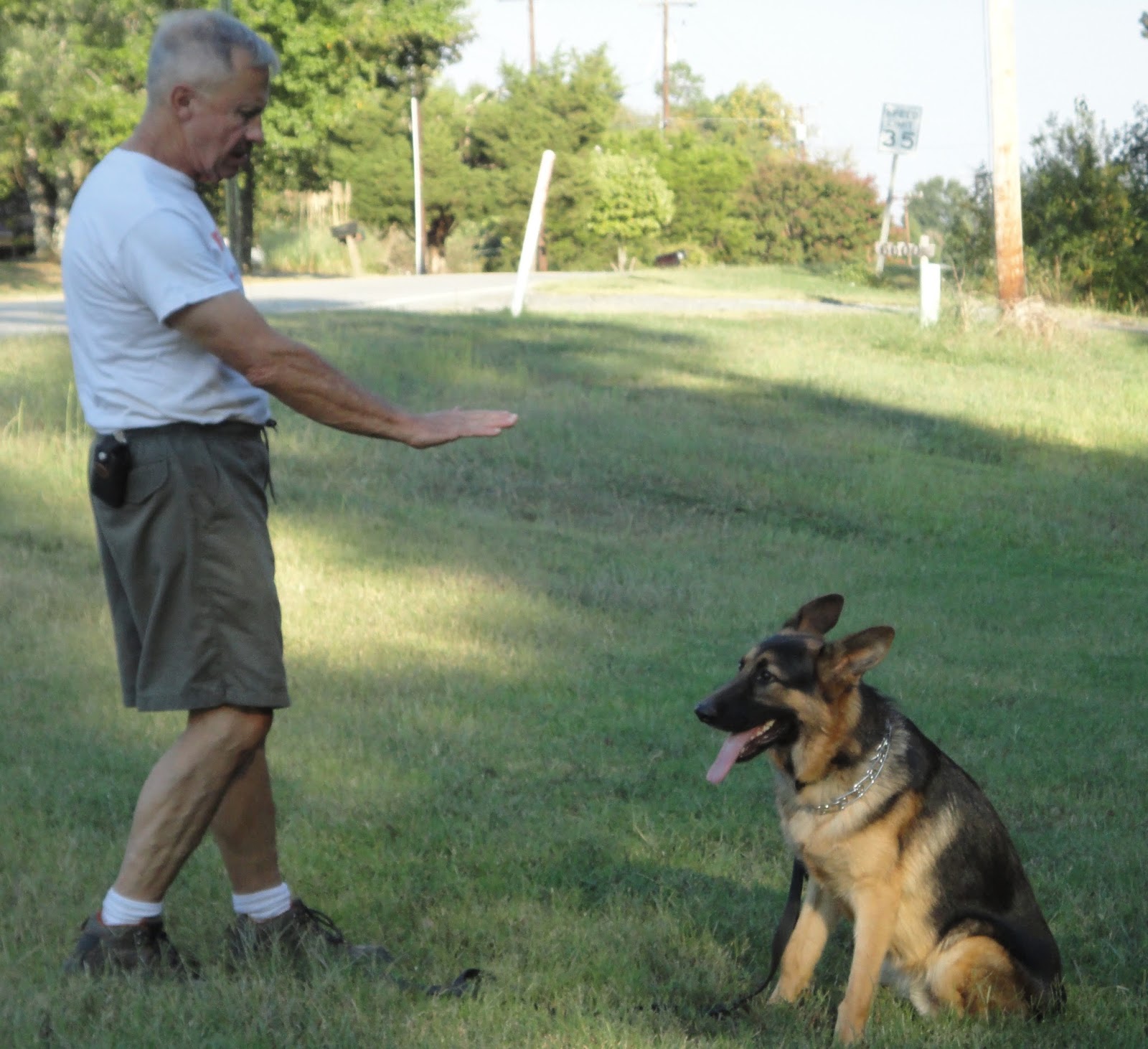 German Shepherd Training The Best Ways to Teach a German Shepherd to Sit
