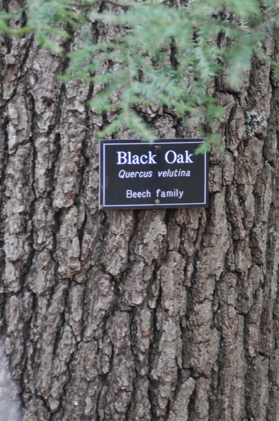 A Year With the Trees: Black Oak - Quercus velutina