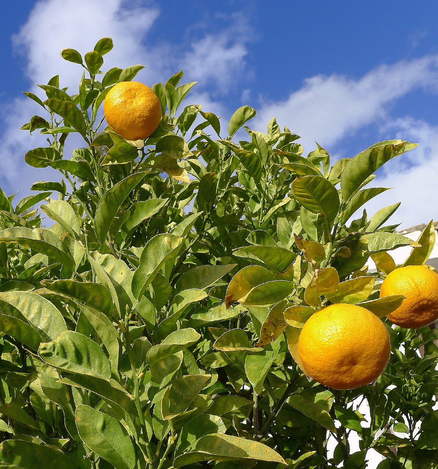 MY KITCHEN IN SPAIN RINGING THE CHANGES ON SOUR ORANGES